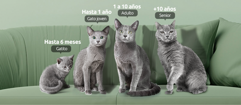 edades de un gato