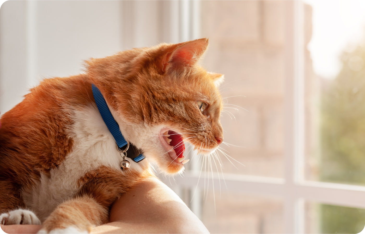 Qué quiere decir el maullido de tu gato? | Ultima, image size:1400x896