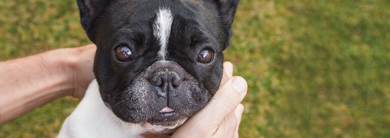 Cuidados especiales para perros pequeños