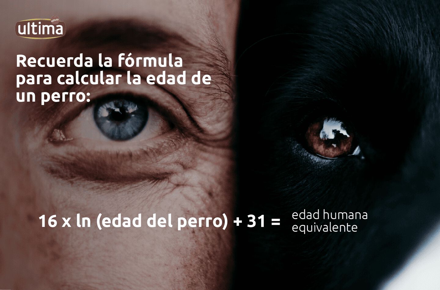 Fotograf&iacute;a de perro blanco y texto: &ldquo;Recuerda la f&oacute;rmula para calcular la edad de un perro: 16 x ln (edad del perro) + 31 = edad humana equivalente&rdquo;.