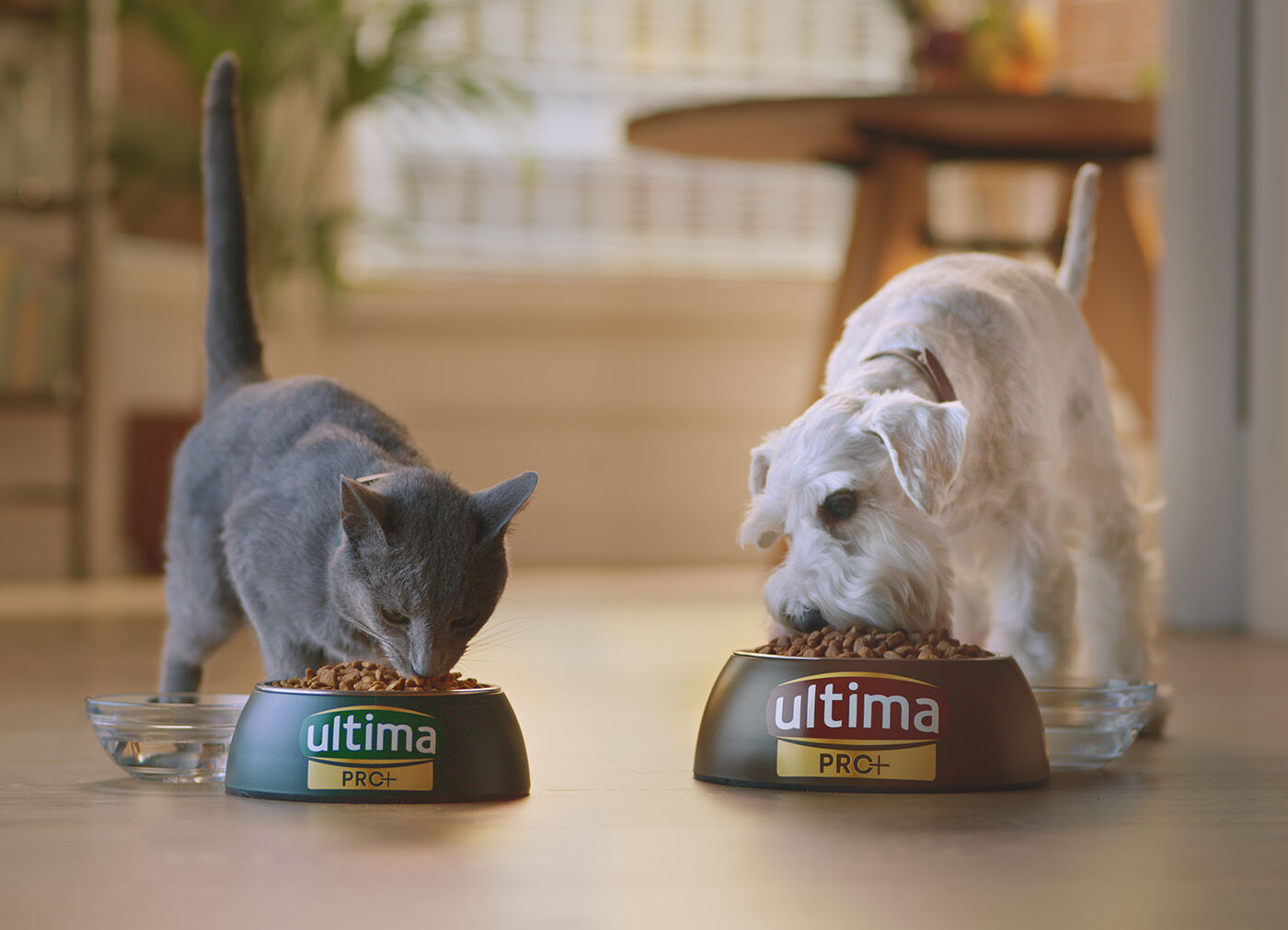 Perro y gato comiendo