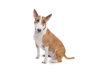 Bull Terrier
