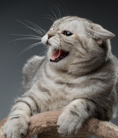 Image Link For Orejas del gato: qu&eacute; significan sus movimientos