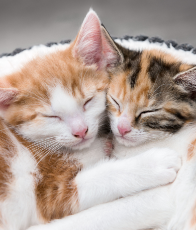 Image Link For C&oacute;mo gestionar la convivencia de dos gatos en casa