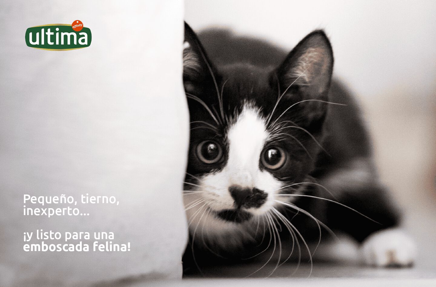 “Imagen de gatito bebé mostrando sus manos, texto al costado: “Pequeño, tierno, inexperto... ¡y listo para una emboscada felina!”