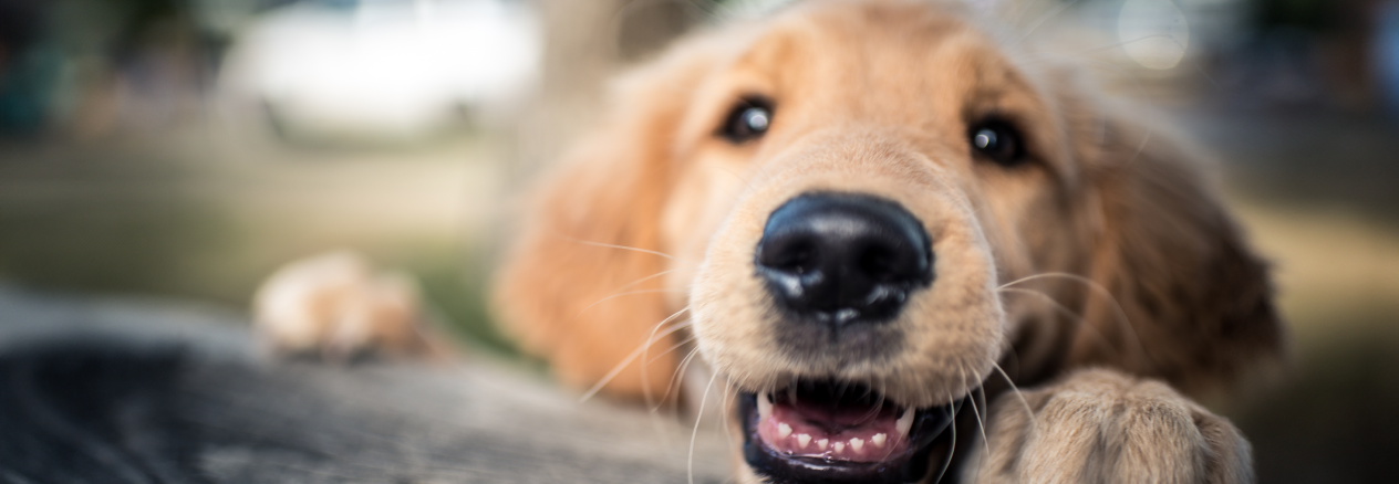 La limpieza bucal en perros: ¿cuándo realizarla? ¿En qué consiste?