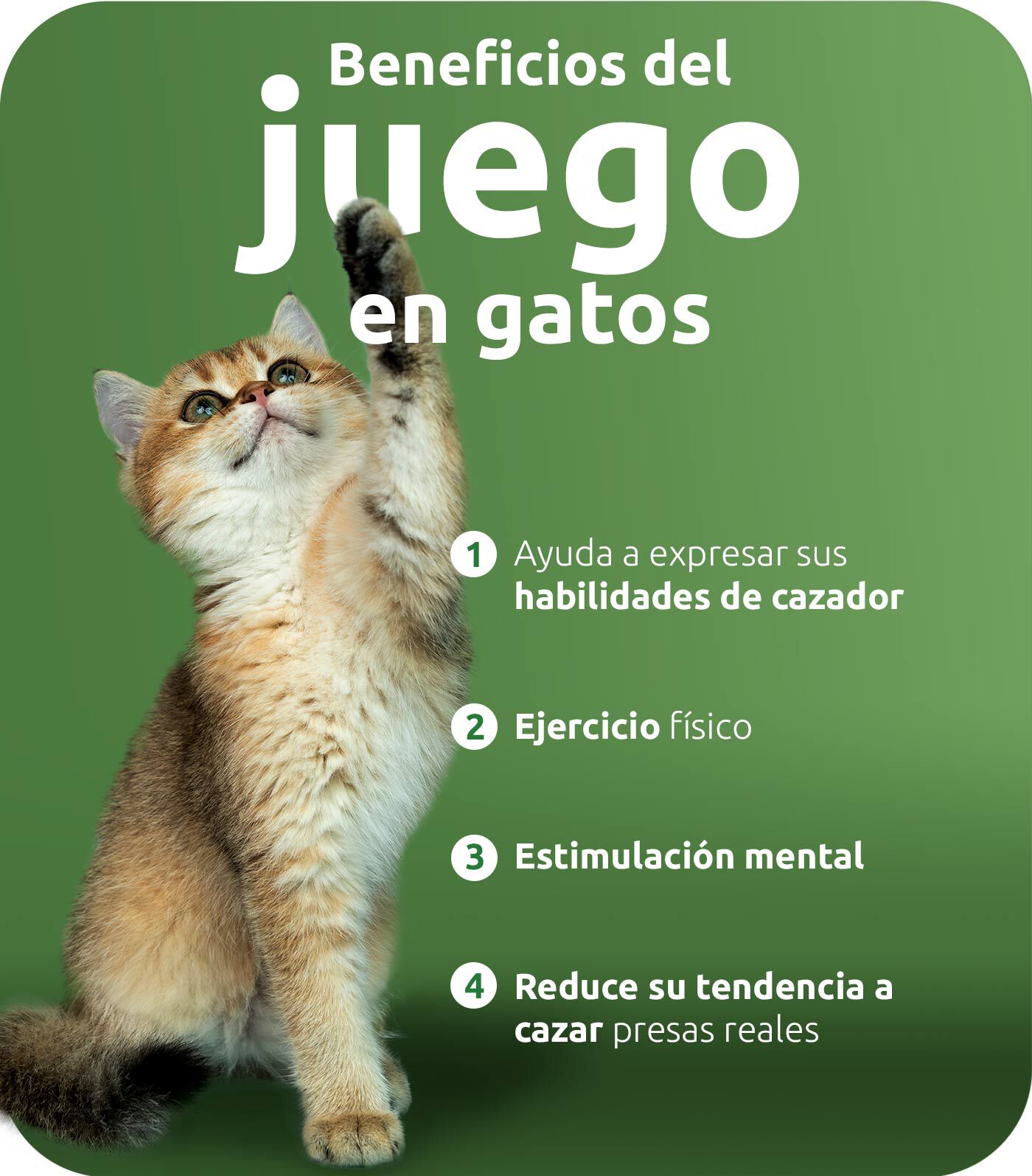 Beneficios del juego en gatos