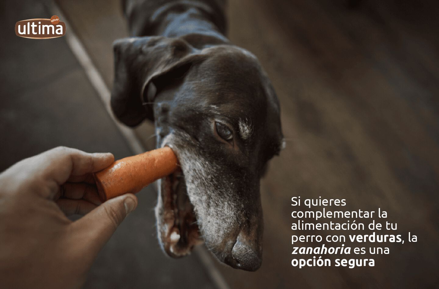 Perro sosteniendo una zanahoria en el hocico.