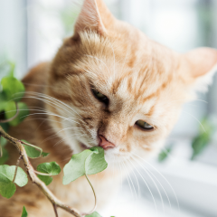Image Link For Plantas seguras y plantas venenosas para gatos