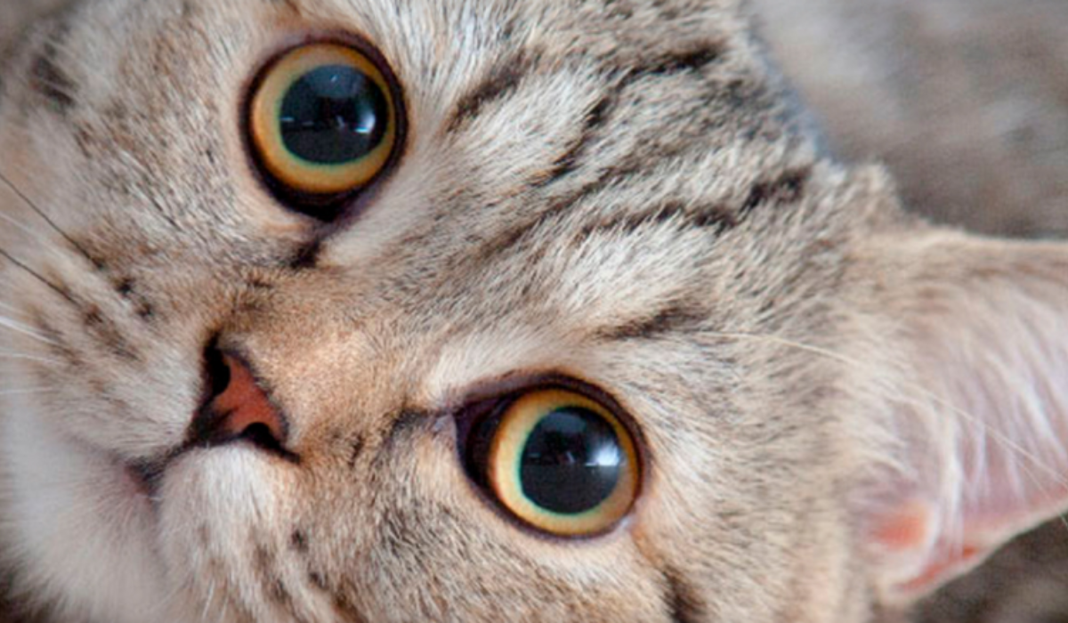 ART recomendado lenguaje gatos.png
