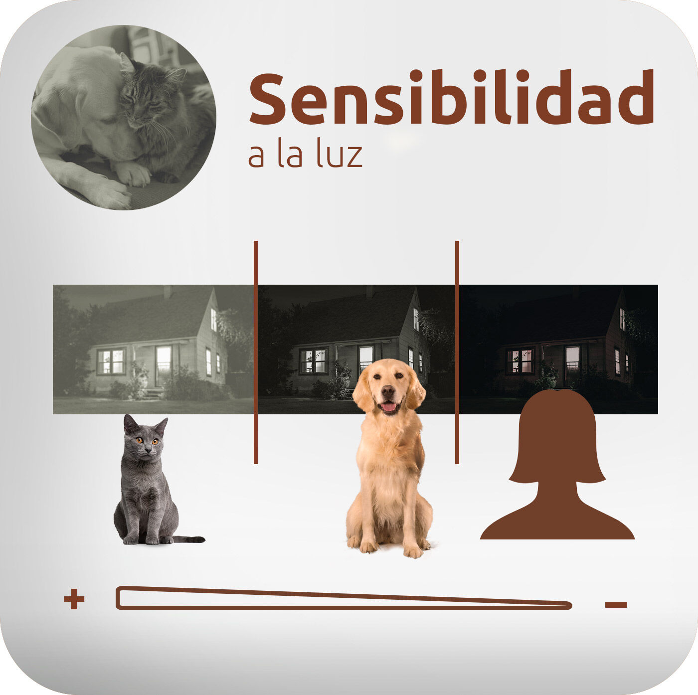 Sensibilidad a la luz
