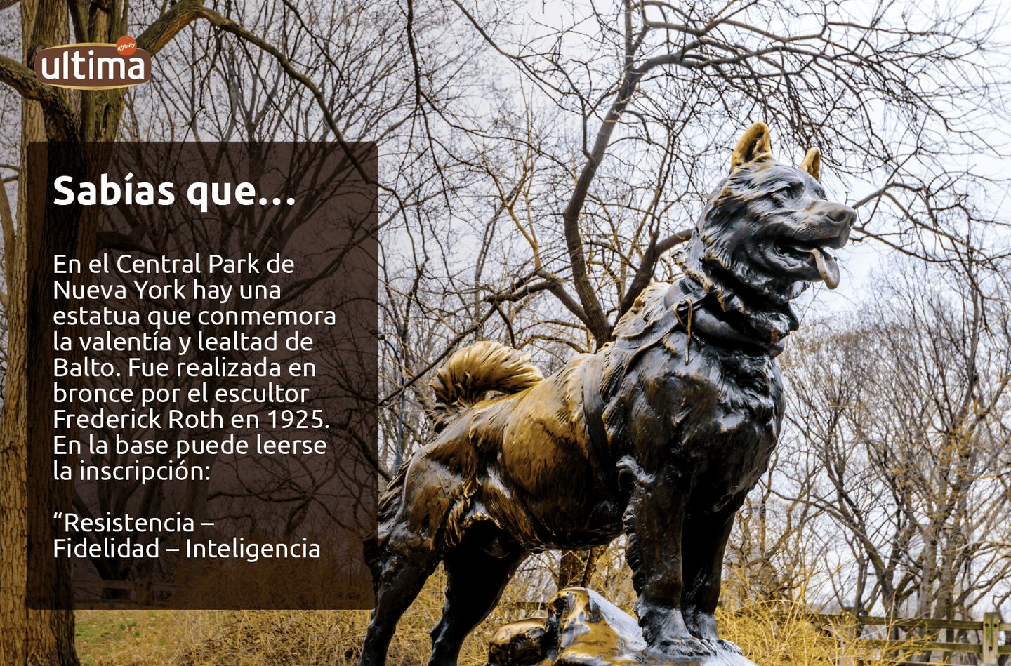 Fotografía de la estatua de Balto ubicada en el Central Park de Nueva York. Texto: “Sabías que… En el Central Park de Nueva York hay una estatua que conmemora la valentía y lealtad de Balto. Fue realizada en bronce por el escultor Frederick Roth en 1925. En la base puede leerse la inscripción: “Resistencia – Fidelidad – Inteligencia”.”
