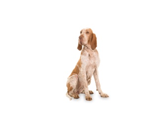Bracco Italiano