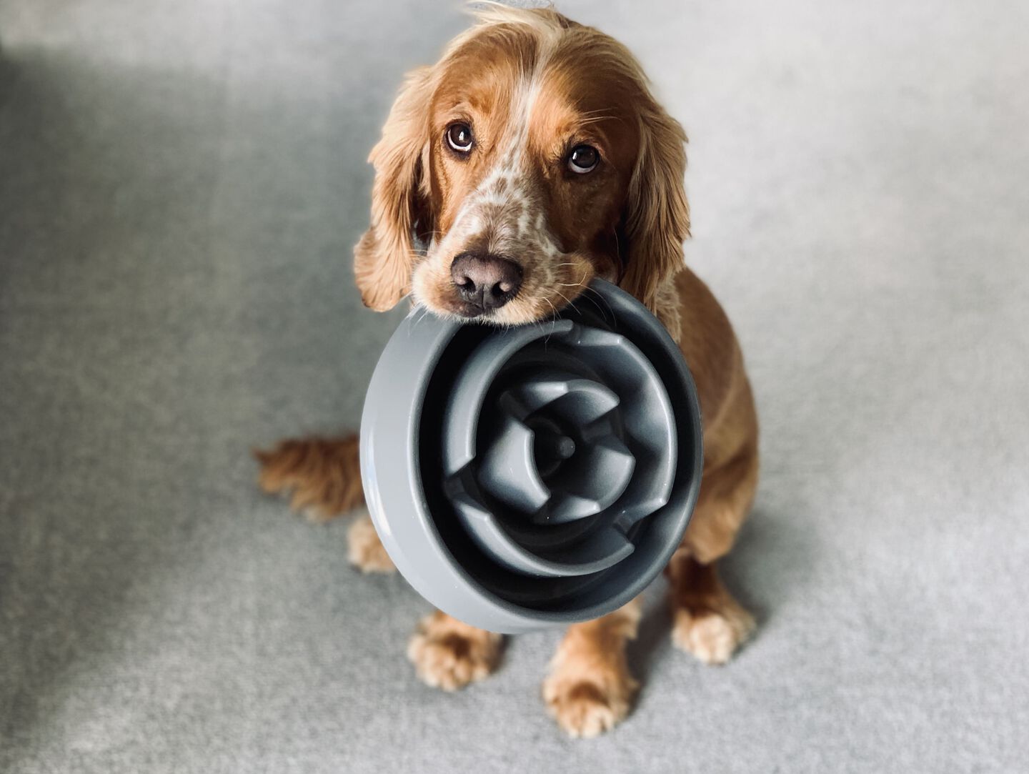 Perro sosteniendo un cuenco