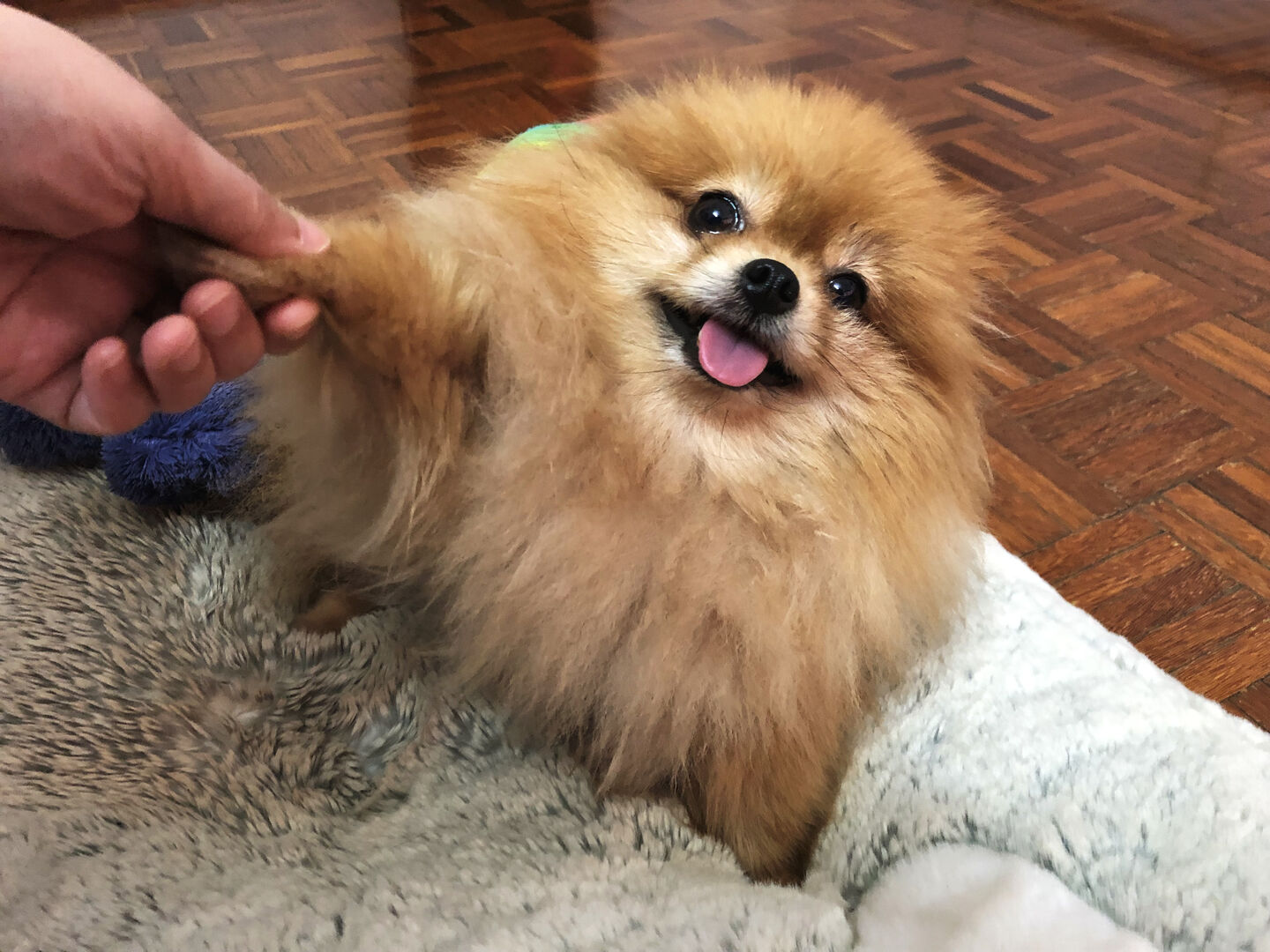 Pomerania dándole la patita a su pet parent