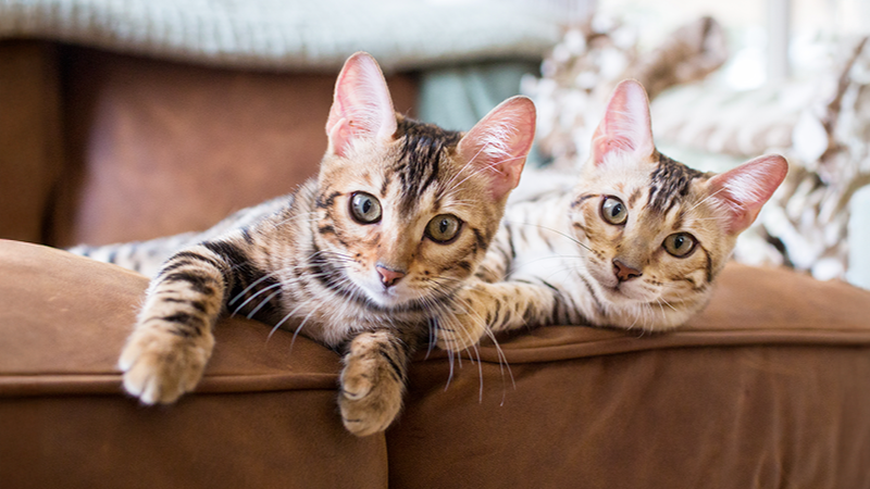 ART Introducir segundo gato casa.png