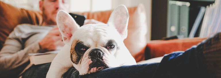 perro blanco