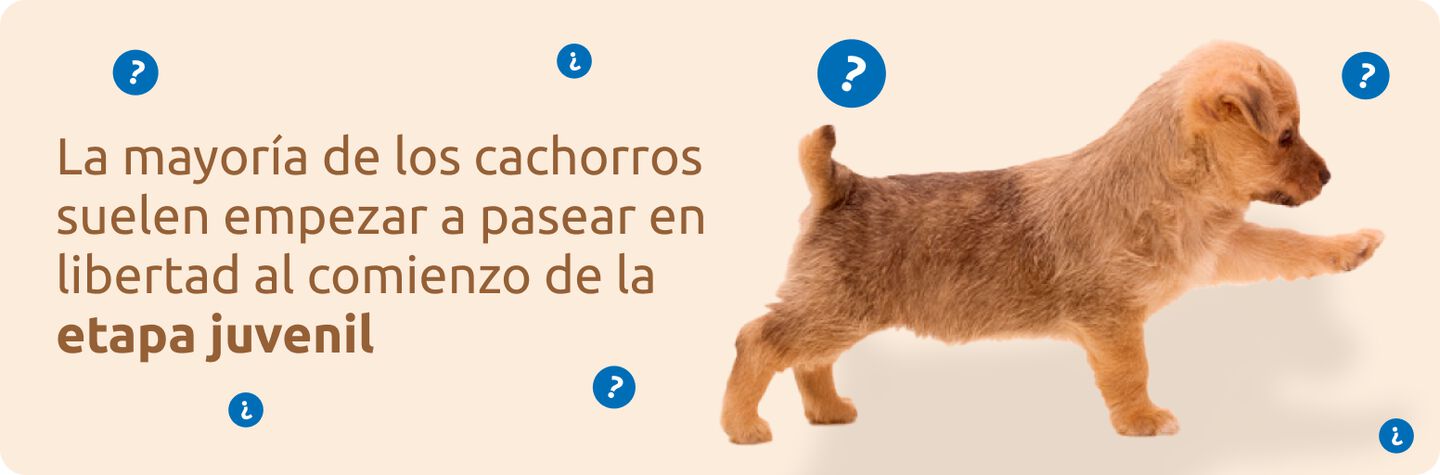 Preparar a tu cachorro para el paseo