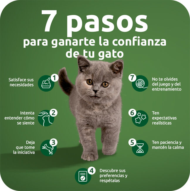 Siete pasos para ganarte la confianza de tu gato