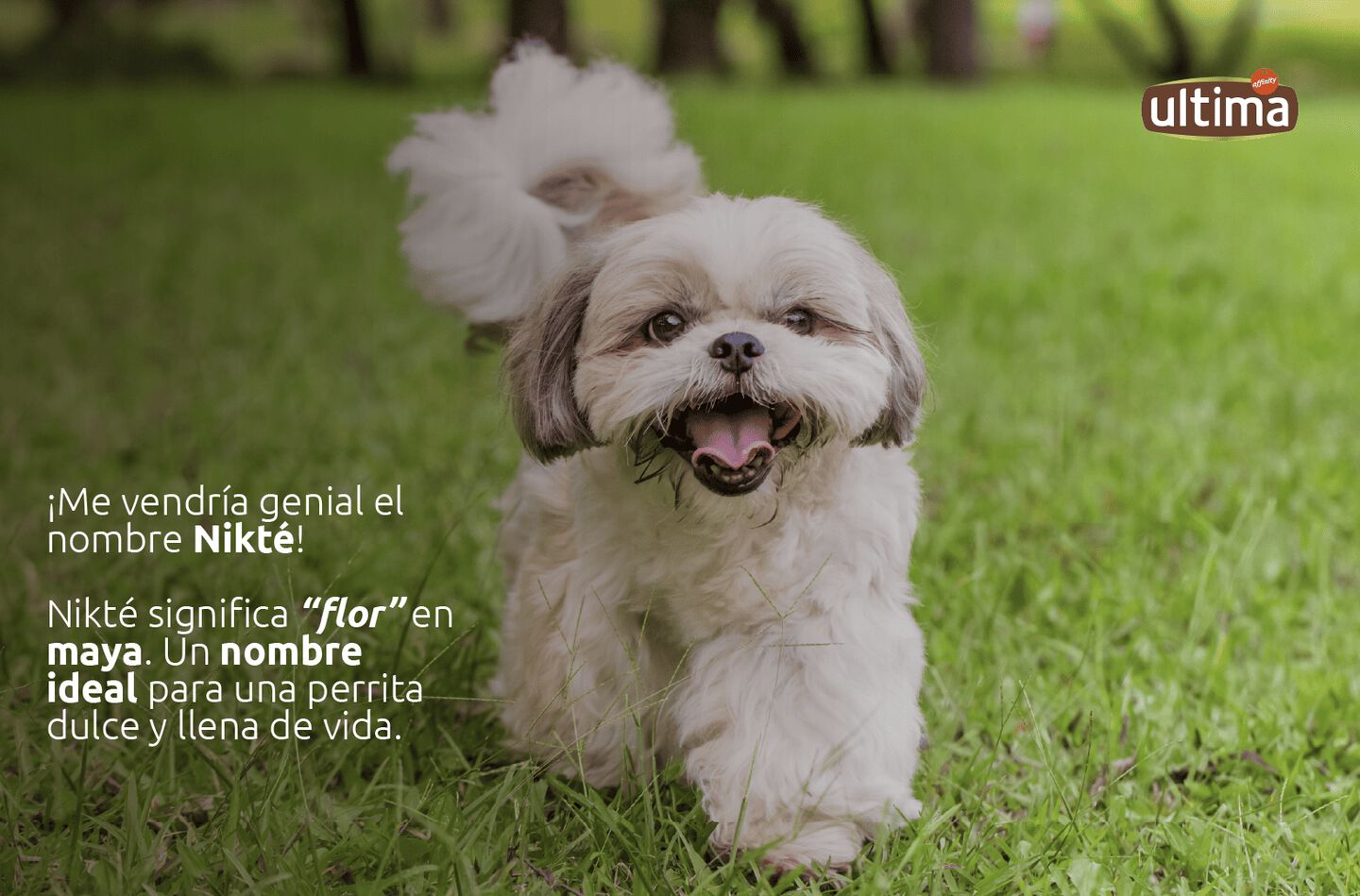 “Fotografía de una pequeña perrita oliendo una flor lila. Texto. “¡Me vendría genial el nombre Nikté! Nikté significa “flor” en maya. Un nombre ideal para una perrita dulce y llena de vida.”