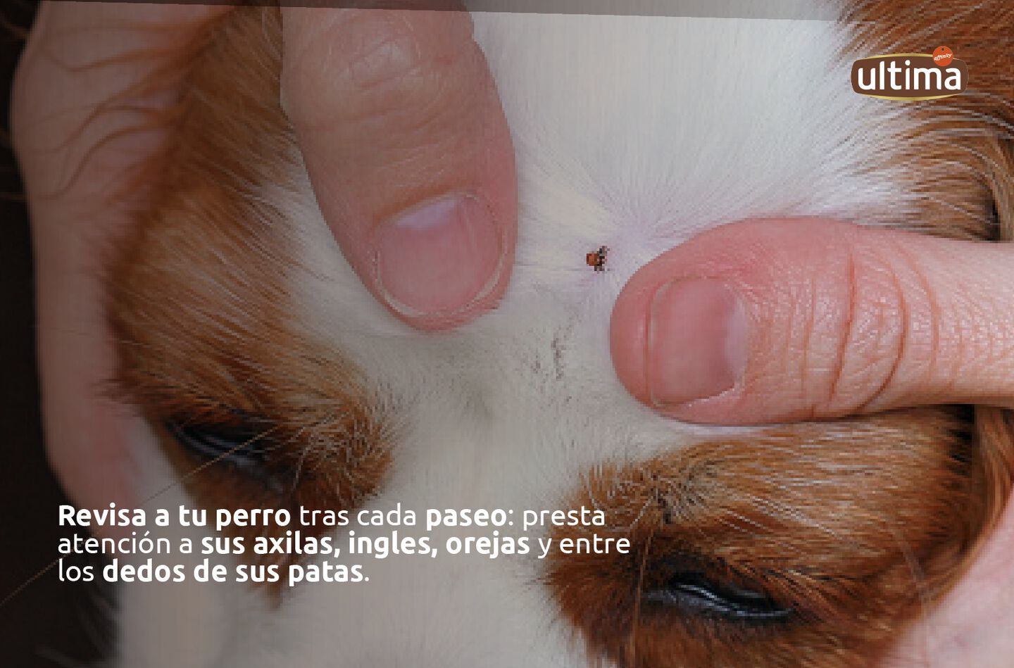 Fotograf&iacute;a de la cabeza de un perro con una garrapata. Texto: Revisa a tu perro tras cada paseo: presta atenci&oacute;n a sus axilas, ingles, orejas y entre los dedos de sus patas.