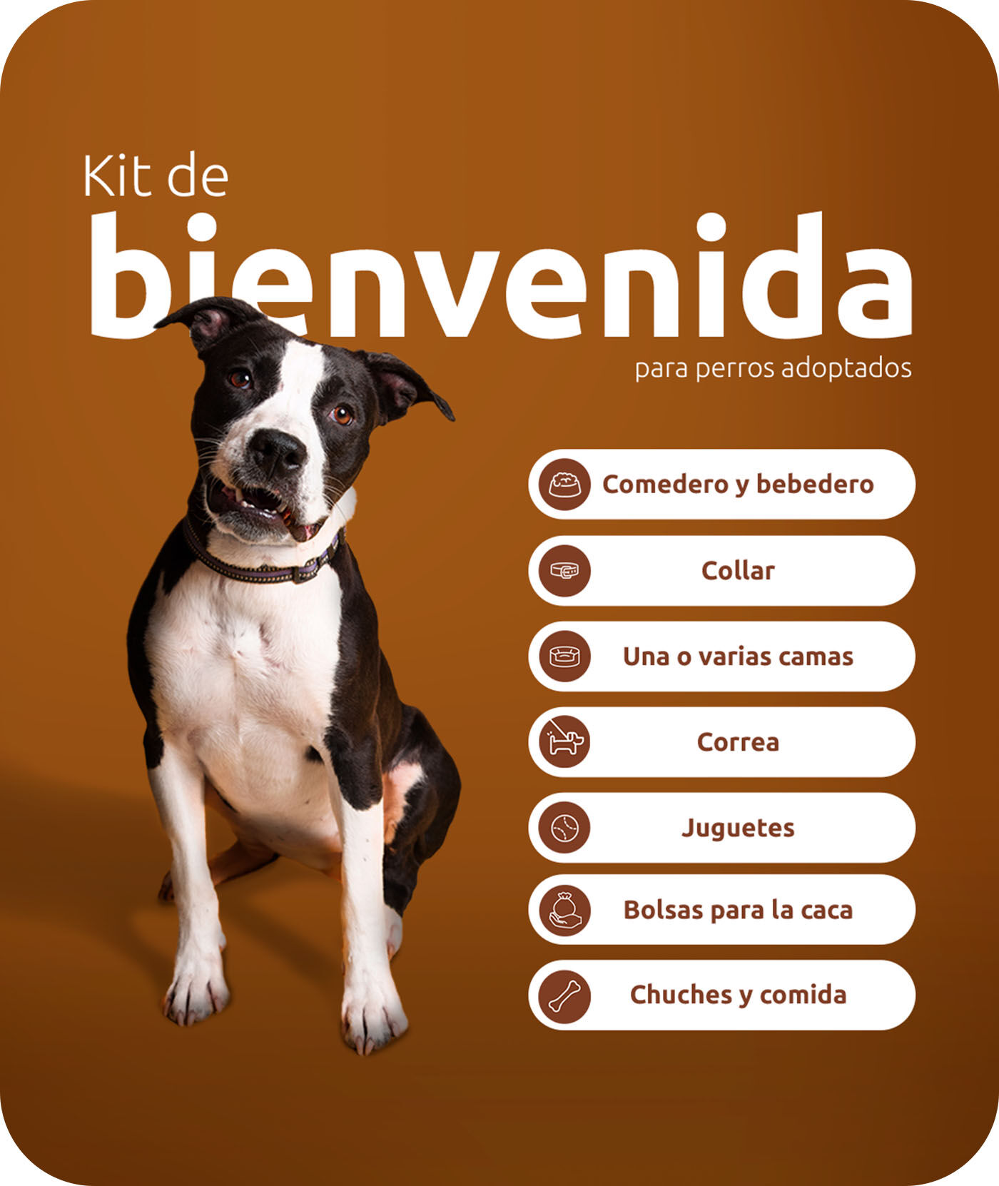 Kit de bienvenida para perros adoptados