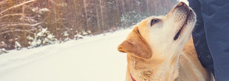 Escapadas de invierno a la nieve con perro