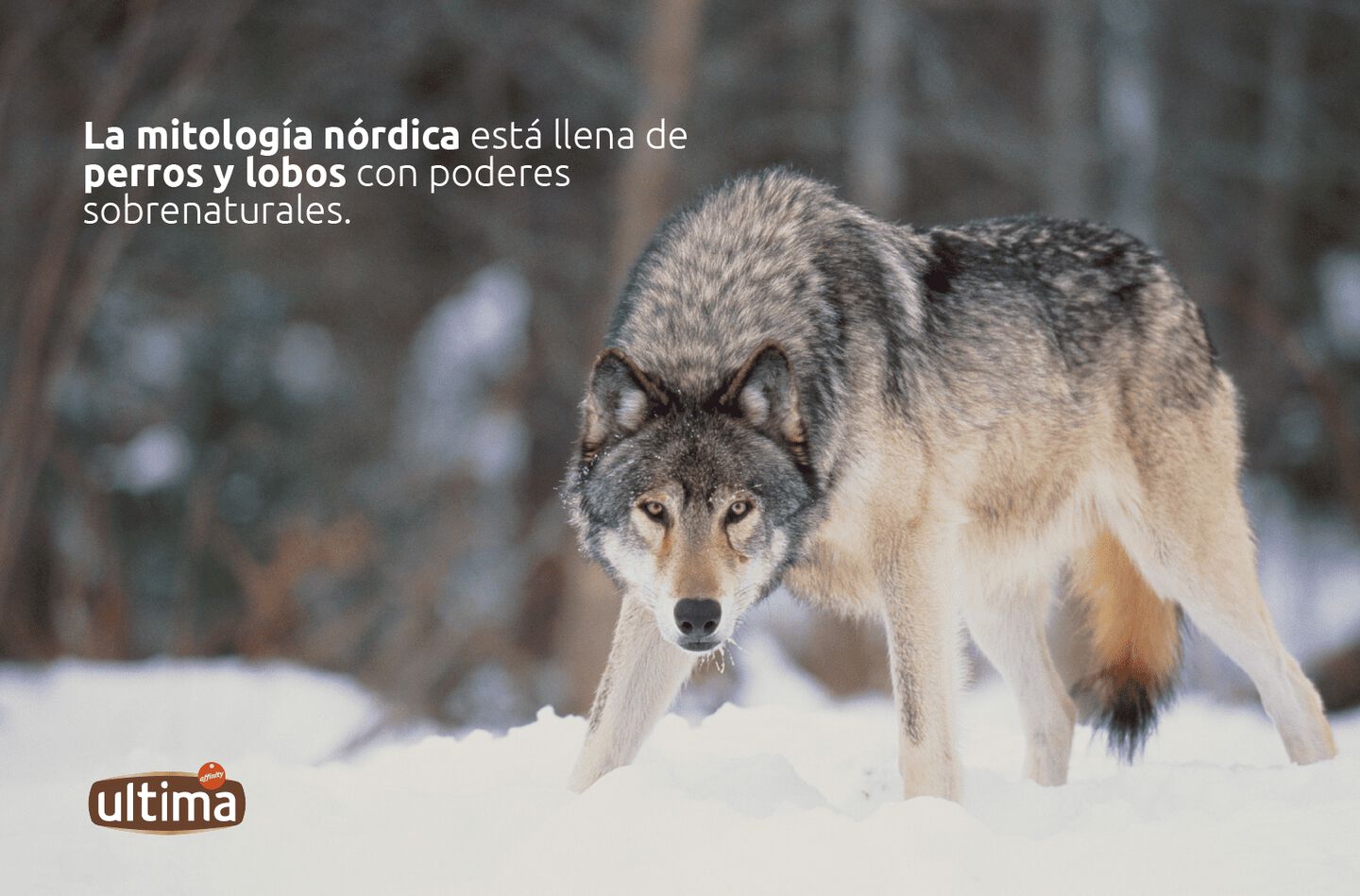 “Imagen de lobo aullando. Texto “La mitología nórdica está llena de perros y lobos con poderes sobrenaturales.”