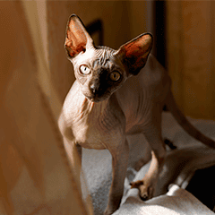 Image Link For Razas de gatos sin pelo: c&oacute;mo cuidar su salud y bienestar 