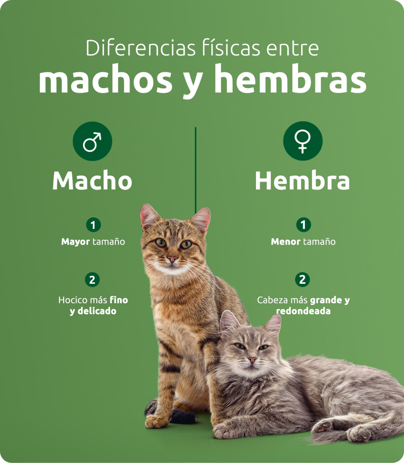 diferencias macho y hembra