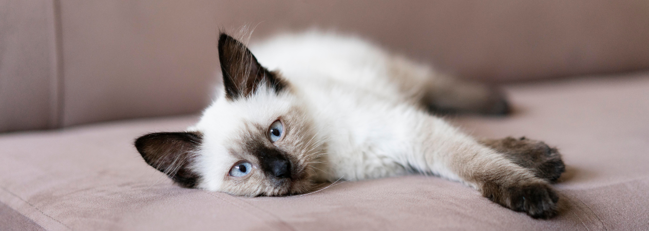 Nombres para gatos