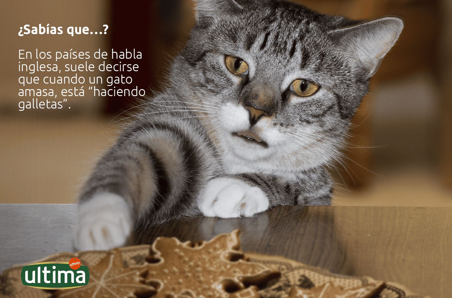Fotografía de gato pequeño ante un conjunto de galletas horneadas. Texto: ¿Sabías que…? En los países de habla inglesa, suele decirse que cuando un gato amasa, está “haciendo galletas”.