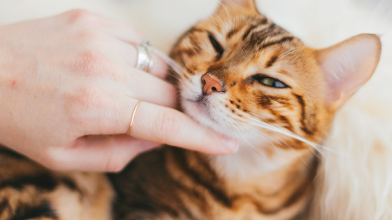 ART Gato hembra o macho.png