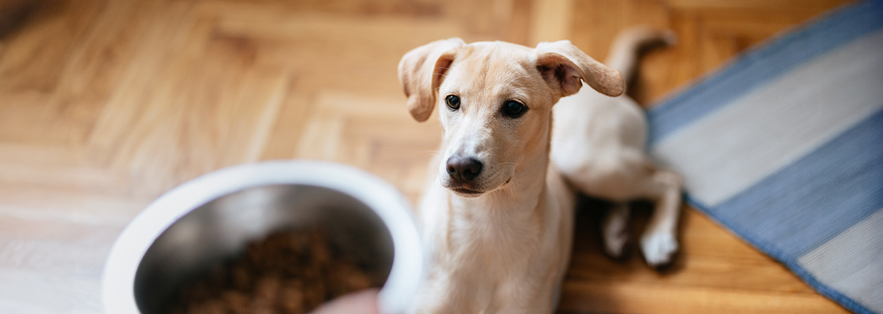 ¿Cuántas veces come un perro al día?