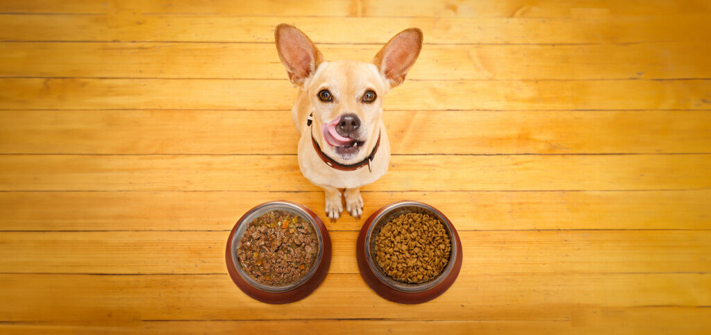 perro con dos bol de comida
