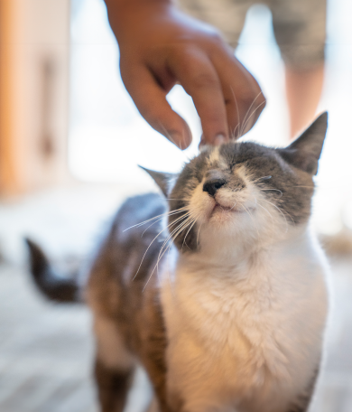 Image Link For El primer dia d’un gatet a casa: consells