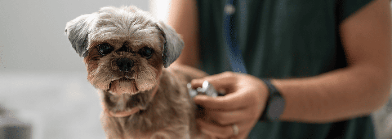 Image Link For Parvovirus en perros: qu&eacute; es, s&iacute;ntomas y prevenci&oacute;n