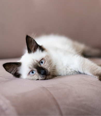 Image Link For Nombres para gatos originales y bonitos