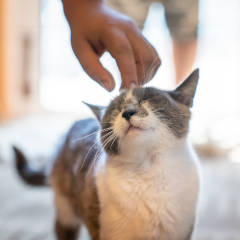 Image Link For El primer dia d’un gatet a casa: consells