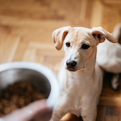 Image Link For ¿Cuántas veces come un perro al día? Todo lo que debes saber