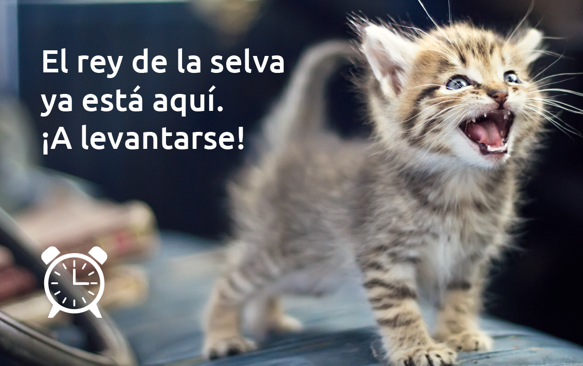 Gato maullando