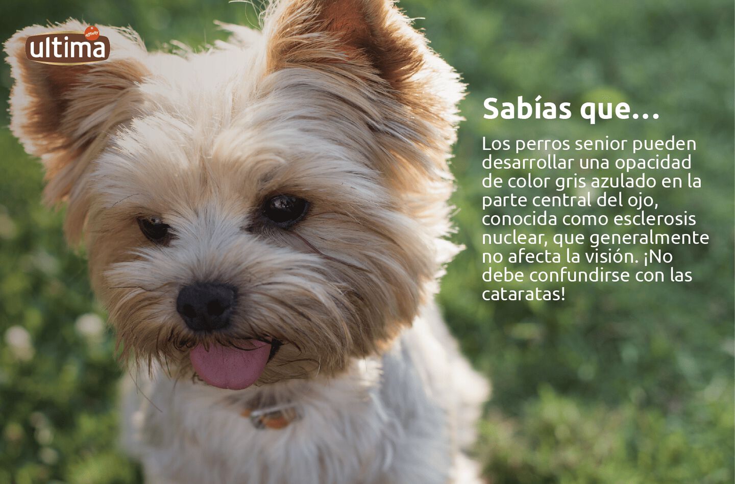 Fotograf&iacute;a de perro senior peque&ntilde;o con hocico blanco y ojos oscuros, pero de centro azulado. Texto: &ldquo;Sab&iacute;as que&hellip; Los perros senior pueden desarrollar una opacidad de color gris azulado en la parte central del ojo, conocida como esclerosis nuclear, que generalmente no afecta la visi&oacute;n. &iexcl;No debe confundirse con las cataratas!&rdquo;