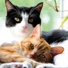 Image Link For Cómo saber si un gato es hembra o macho