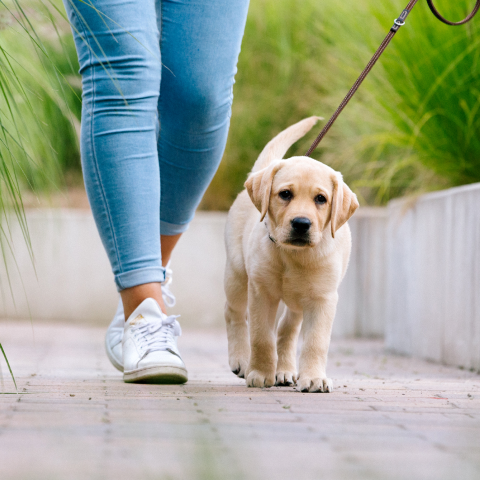 Image Link For Primeros paseos de mi cachorro. Qué hacer y qué evitar