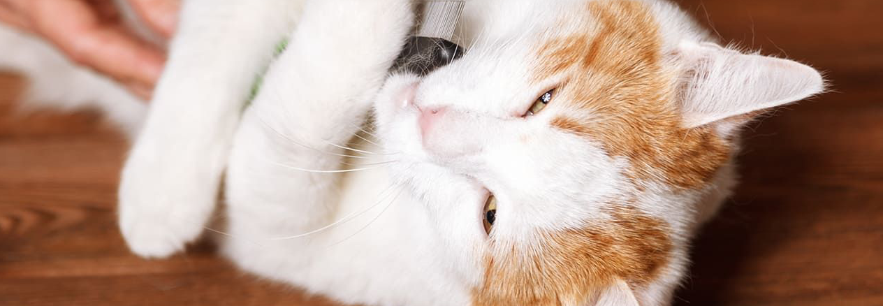 Image Link For Caspa en gatos: causas y soluciones efectivas