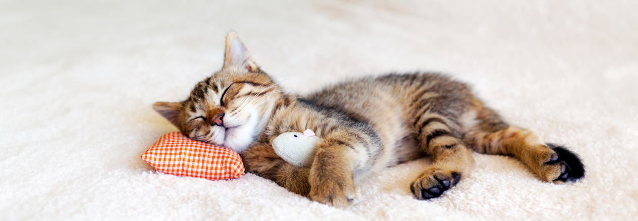 Cómo alimentar a un gatito recién nacido?
