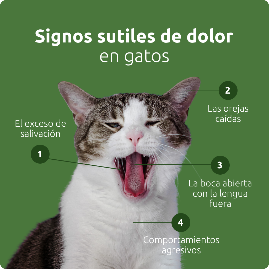 Signos sutiles de dolor en gatos