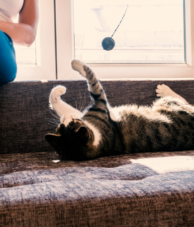 Image Link For Juegos para gatos: c&oacute;mo estimularlos en casa