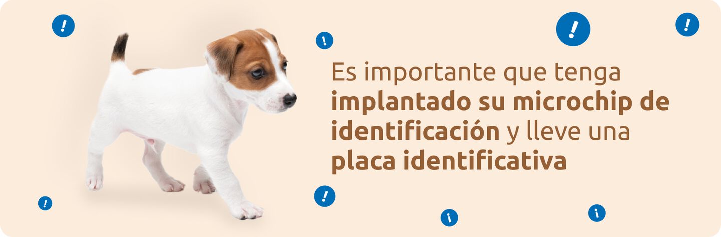 Importante que lleve el microchip de identificación y una placa identificativa