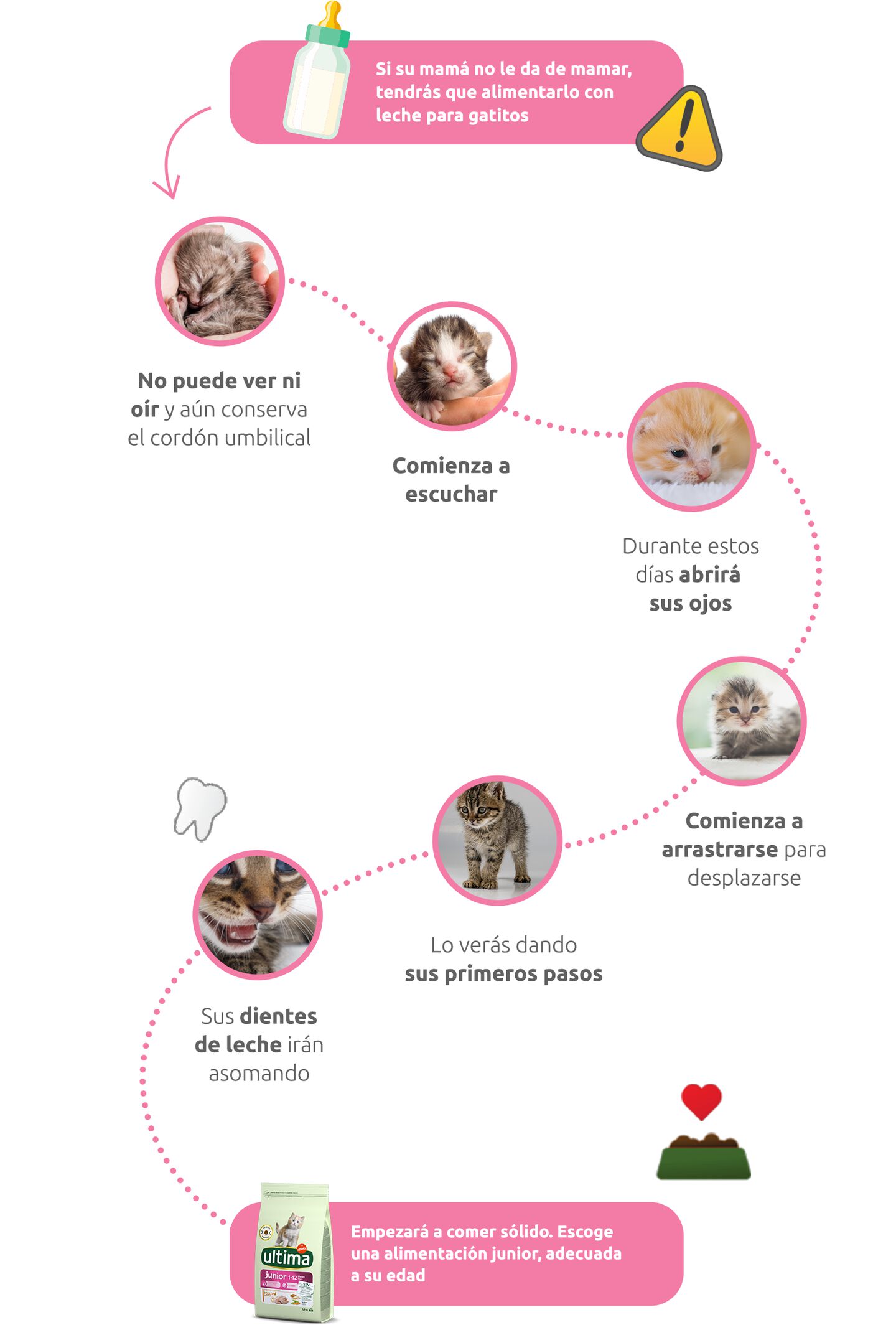 Infografía gatito primeras semanas